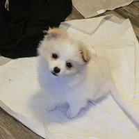 Pomchi, a female Chihuahua and Pomchi for sale in Millry, AL – Photo 4 of 8