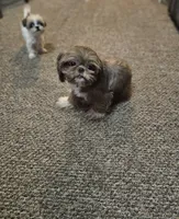 Shihtzu male, a male Shih Tzu for sale in Millry, AL – 7 of 7
