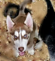 Mamoa, a male Siberian Husky for sale in Millry, AL – Photo 1 of 3