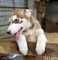 Mamoa, a male Siberian Husky for sale in Millry, AL – Photo 2 of 3