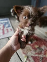Abbie, a female Shorkie for sale in Millry, AL – 2 of 5