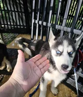 Athena, a female Siberian Husky for sale in Millry, AL – 3 of 4