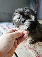 Shiloh, a female Shih Tzu for sale in Millry, AL – 2 of 5
