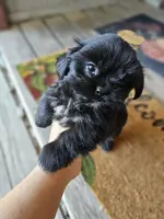 Shorkie male, a male Shorkie for sale in Millry, AL – Photo 2 of 3