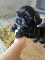 Shorkie male, a male Shorkie for sale in Millry, AL – Photo 1 of 3