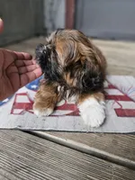 Shihtzu male, a male Shih Tzu for sale in Millry, AL – 3 of 7