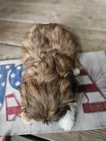 Shihtzu male, a male Shih Tzu for sale in Millry, AL – 2 of 7