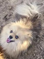 Weston, a male Pomeranian for sale in Millry, AL – Photo 6 of 6