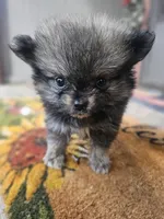 Weston, a male Pomeranian for sale in Millry, AL – Photo 3 of 6