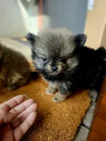 Weston, a male Pomeranian for sale in Millry, AL – Photo 1 of 6