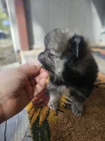 Weston, a male Pomeranian for sale in Millry, AL – Photo 4 of 6