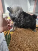 Weston, a male Pomeranian for sale in Millry, AL – Photo 2 of 6