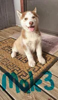 Case, a male Siberian Husky for sale in Millry, AL – Photo 2 of 3