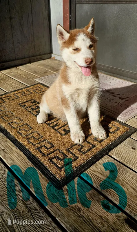 Case, a male Siberian Husky for sale in Millry, AL – Photo 1 of 3