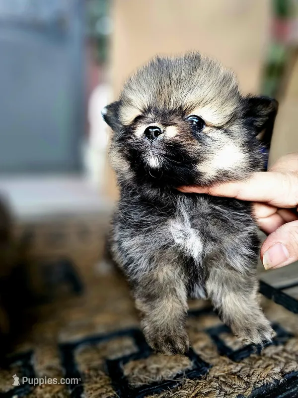 Benni, a male Pomeranian for sale in Millry, AL – Photo 1 of 2