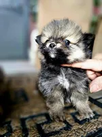 Benni, a male Pomeranian for sale in Millry, AL – Photo 1 of 2