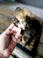 Benni, a male Pomeranian for sale in Millry, AL – Photo 2 of 2