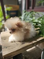 Dahlia, a female Pomeranian for sale in Millry, AL – Photo 2 of 5