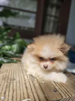 Dahlia, a female Pomeranian for sale in Millry, AL – Photo 4 of 5