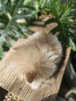 Dahlia, a female Pomeranian for sale in Millry, AL – Photo 3 of 5