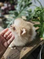 Dahlia, a female Pomeranian for sale in Millry, AL – Photo 5 of 5