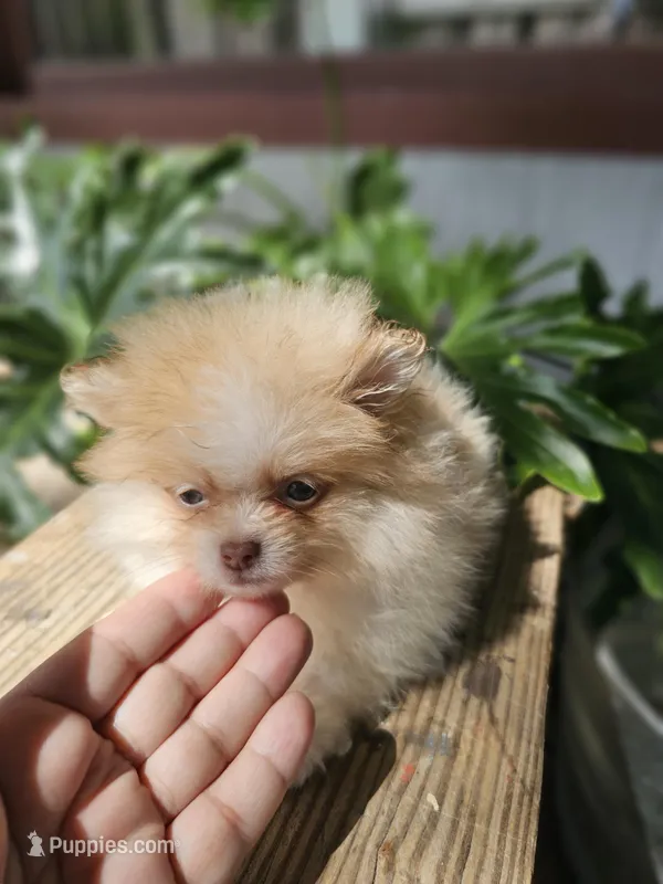 Dahlia, a female Pomeranian for sale in Millry, AL – Photo 1 of 5