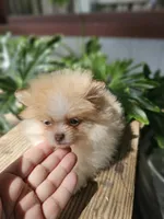 Dahlia, a female Pomeranian for sale in Millry, AL – Photo 1 of 5