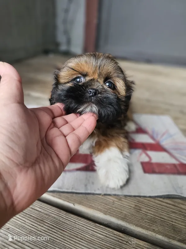 Shihtzu male – Shih Tzu puppy for sale in Millry, AL