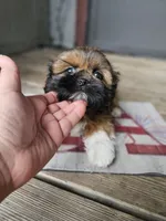 Shihtzu male, a male Shih Tzu for sale in Millry, AL – 1 of 7