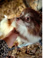 Rusty, a male Pomeranian for sale in Millry, AL – Photo 5 of 6