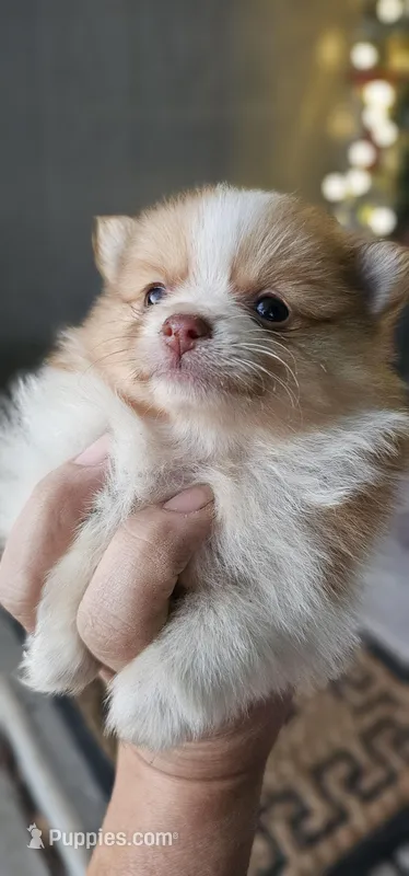 Rusty, a male Pomeranian for sale in Millry, AL – Photo 1 of 6