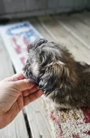 Shiloh, a female Shih Tzu for sale in Millry, AL – 3 of 5