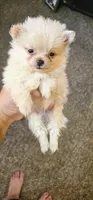 Titus, a male Pomeranian for sale in Millry, AL – Photo 6 of 9