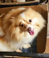 Titus, a male Pomeranian for sale in Millry, AL – Photo 7 of 9