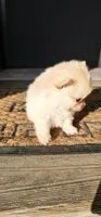 Titus, a male Pomeranian for sale in Millry, AL – Photo 2 of 9