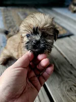 Jessie, a male Shorkie for sale in Millry, AL – Photo 3 of 6