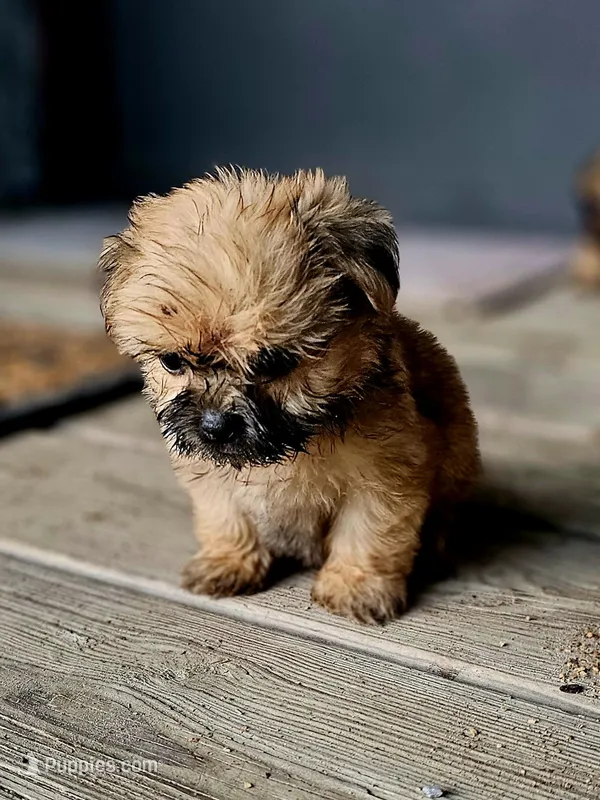Jessie, a male Shorkie for sale in Millry, AL – Photo 1 of 6