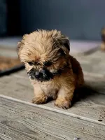 Jessie, a male Shorkie for sale in Millry, AL – Photo 1 of 6