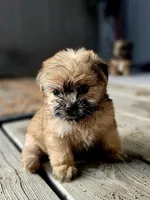 Jessie, a male Shorkie for sale in Millry, AL – Photo 2 of 6