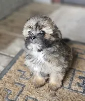 Violet, a female Shorkie for sale in Millry, AL – Photo 2 of 8