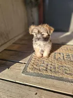Violet, a female Shorkie for sale in Millry, AL – Photo 8 of 8