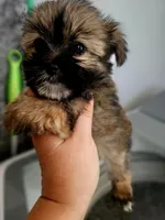 Violet, a female Shorkie for sale in Millry, AL – Photo 1 of 8