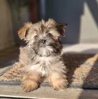 Violet, a female Shorkie for sale in Millry, AL – Photo 6 of 8