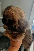 Violet, a female Shorkie for sale in Millry, AL – Photo 4 of 8