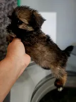 Violet, a female Shorkie for sale in Millry, AL – Photo 3 of 8