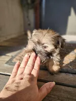 Violet, a female Shorkie for sale in Millry, AL – Photo 7 of 8