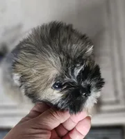 Violet, a female Shorkie for sale in Millry, AL – Photo 5 of 8