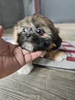 Shihtzu girl, a female Shih Tzu for sale in Millry, AL – 4 of 7