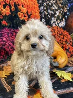 Noel, a female Cavapoo for sale in Newton, IA – 3 of 3