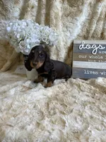 June, a female Miniature Dachshund for sale in Newton, IA – 2 of 3